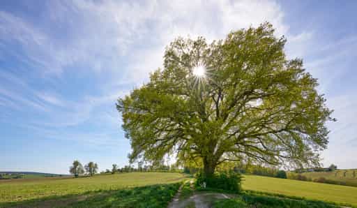 Kronwitt-Eiche mit Bank, Bayerbach, Rottal-Inn, Niederbayern