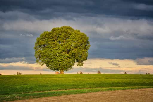 Wald bei Winhöring Baum mit Bildstock, Pleiskirchen, AÖ, D