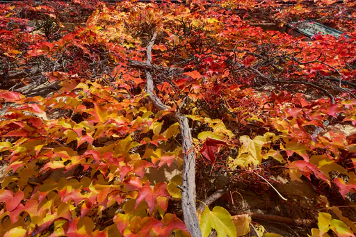 Herbstwand Hörnliweg am Schloss Schönau, Rottal-Inn