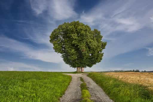 Baum mit Bildstock, Wald bei Winhöring, Altötting