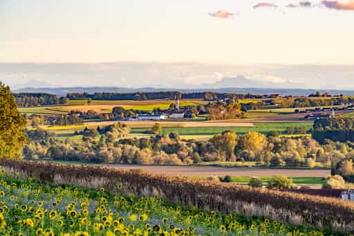 Sonnenblumen am Kurpark, Bad Griesbach Herbst, Niederbayern
