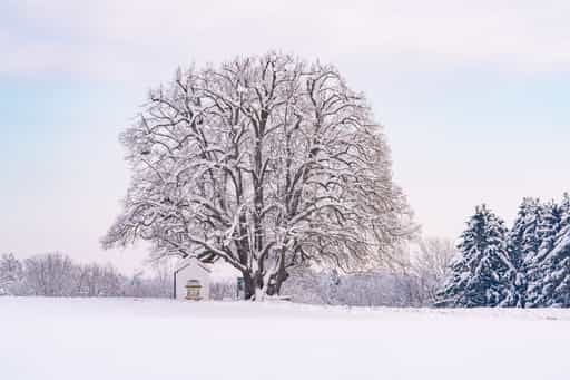 Kapellenlinde im Winter, Berg Schmidhub, Altötting