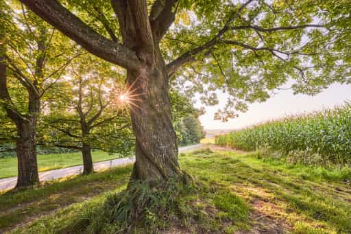 Aussicht Eiche Baum, Oberschroffen, Altötting, Oberbayern