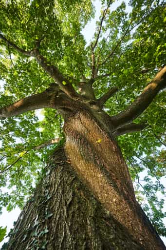Oberschroffen Eiche, Unterneukirchen, Altötting, Inn-Salzach
