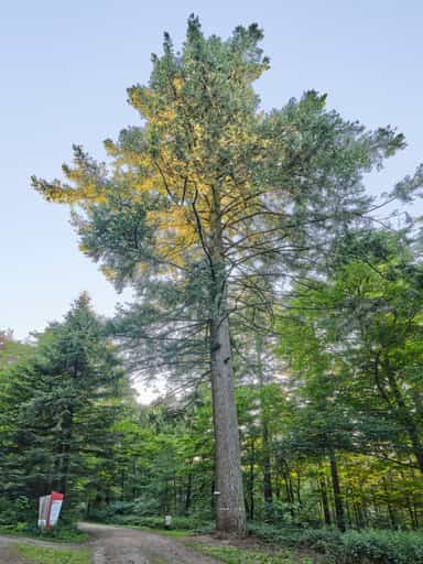 Baumriese Waldwunderwelt, Wanderweg, Bad Griesbach, Passau