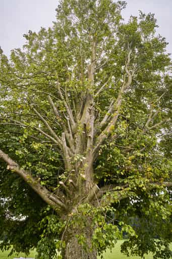 Halber Baum Höresham, Altötting, Oberbayern, Inn-Salzach