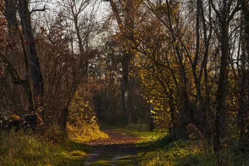 Waldsee Lago Herbst, Kirchdorf am Inn, PAN, Niederbayern