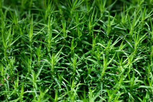 Moos, Kaser Steinstuben, Voglarn, Rottal-Inn, Niederbayern