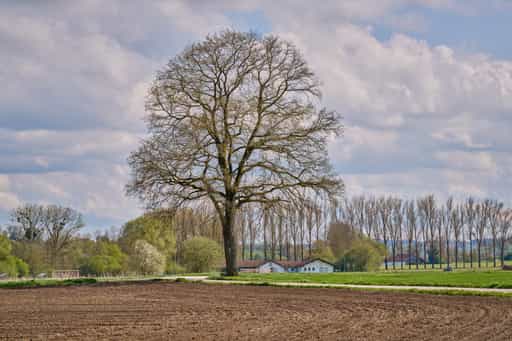 Weng Moos Baum am Sportplatz, Bad Griesbach, Passau
