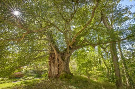 Alte Linde Naturdenkmal, Mühldorf am Inn, Oberbayern