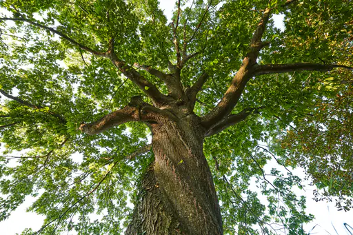 Gewundene Eiche, Baum bei Oberschroffen, Unterneukirchen
