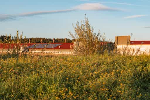 Grünstreifen zur B388, Dirnaich, Rottal-Inn, Niederbayern