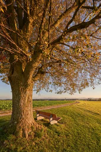 Linde Aussicht Rainbichl, Tyraching, Altötting, Oberbayern