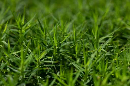 Moos, Kaser Steinstuben, Voglarn, Rottal-Inn, Niederbayern