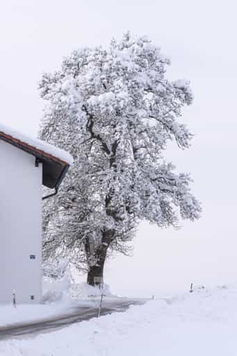 Berg im Winter, Perach, Altötting, Oberbayern