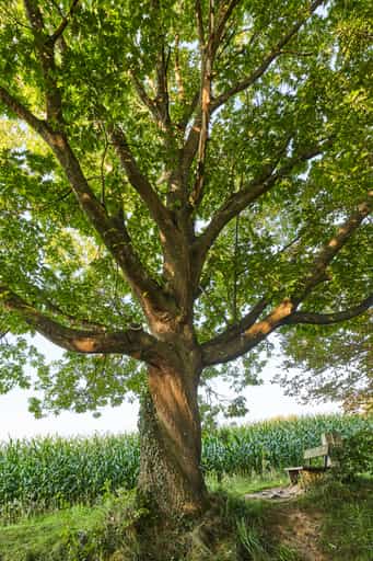 Aussicht Eiche Baum, Oberschroffen, Altötting, Oberbayern