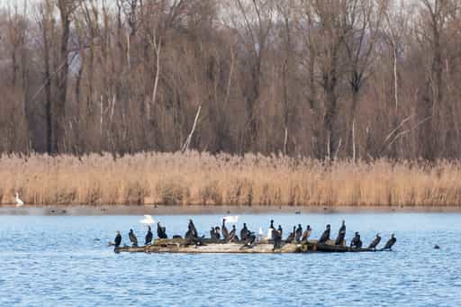Kormorane am Innspitz in Haiming, Altötting, Oberbayern