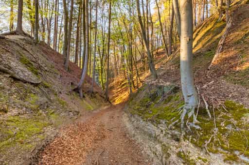 Mountainbike-Trail, Forstweg Anzenberg, Perach, Altötting