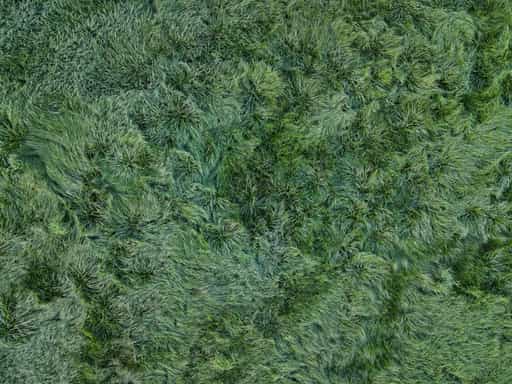Sigrün Grasfläche, Pleiskirchen, Altötting