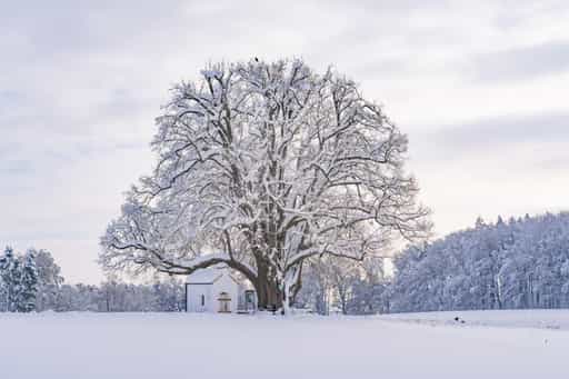 Kapellenlinde im Winter, Berg Schmidhub, Altötting