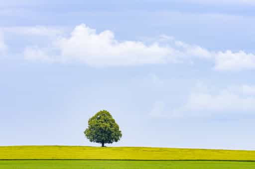 Linde Aussicht Landschaft, Rainbichl, Altötting, Oberbayern