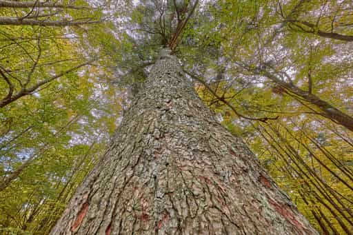 Waldhaustanne, Hans-Watzlik-Hain, Regen, Niederbayern