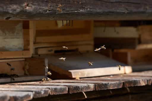 Bienenhaus Töging, Altötting, Oberbayern, Inn-Salzach