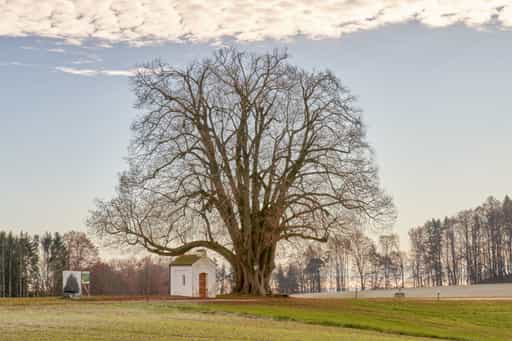 Schmidhub, Berg Kapellenlinde, Altötting, Oberbayern