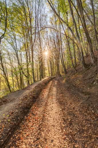Mountainbike-Trail, Forstweg Anzenberg, Perach, Altötting