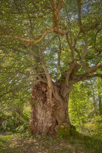 Alte Linde Naturdenkmal, Mühldorf am Inn, Oberbayern