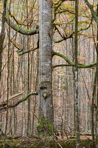Hans-Watzlik-Hain Baumriese, Bayerisch Eisenstein, Regen